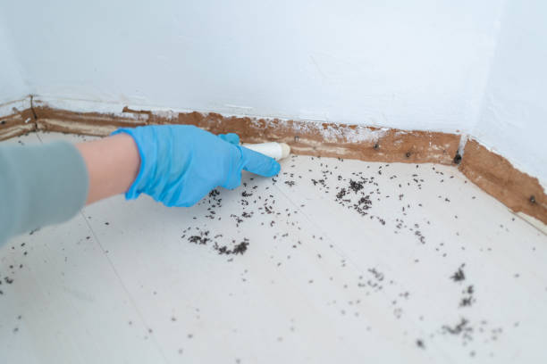 Best Pest Prevention Services  in Youngsville, NC